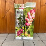 Čučoriedka kanadská (Vaccinium corymbosum) ´PINK LEMONADE´® - neskorá, výška 20-30 cm, P9